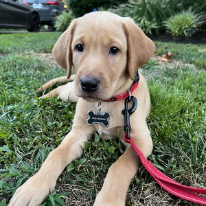 Team Page: Finn’s Army 